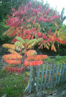 Bäumchen am Wegrand