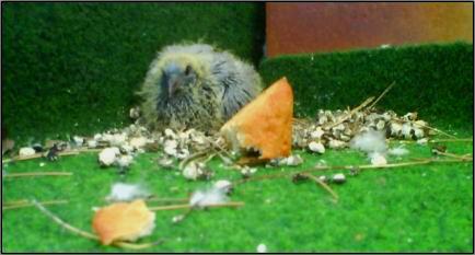 Hosenscheißer Nummer 1