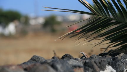 Haustier auf der Gartenmauer