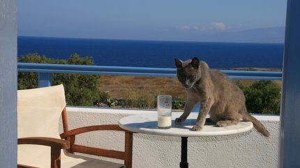 Abschied von der Katze