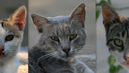 Auf dem Rückweg traf ich eines von vielen Katzenrudeln hier auf der Insel
