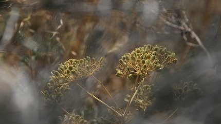 Blick über die Mauer