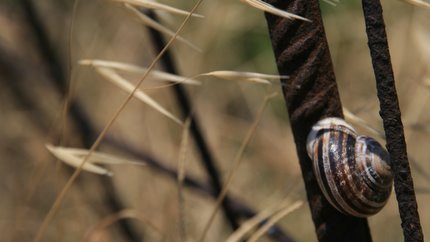 Eine Schnecke im Sommerschlaf