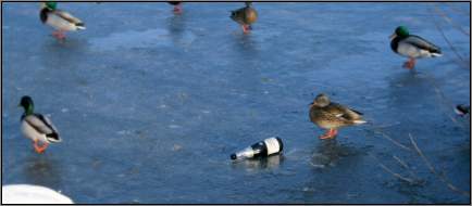 Enten beim Flaschendrehen, Schwan ist dran
