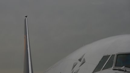 Großer und kleiner Vogel..