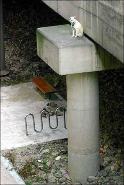 Hund alleine und ausgesetzt