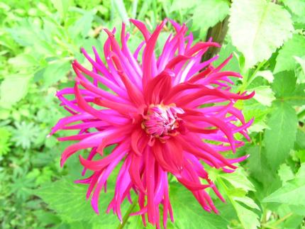 Diese Blume kommt bestimmt von Muli