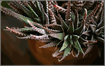 Pflanze auf dem Balkon