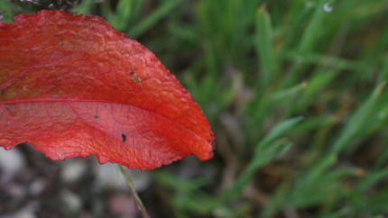 Ein rotes Blatt